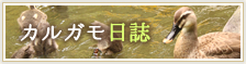 カルガモ日誌