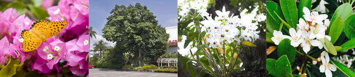 奄美の里を代表する植物