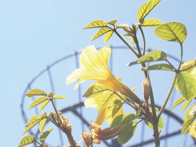 キバナイペー
