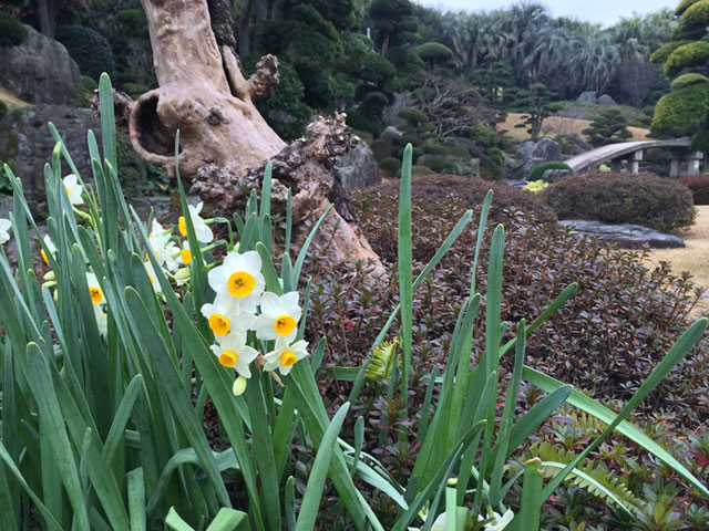 ニホンズイセン