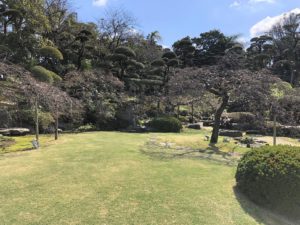 シダレザクラ